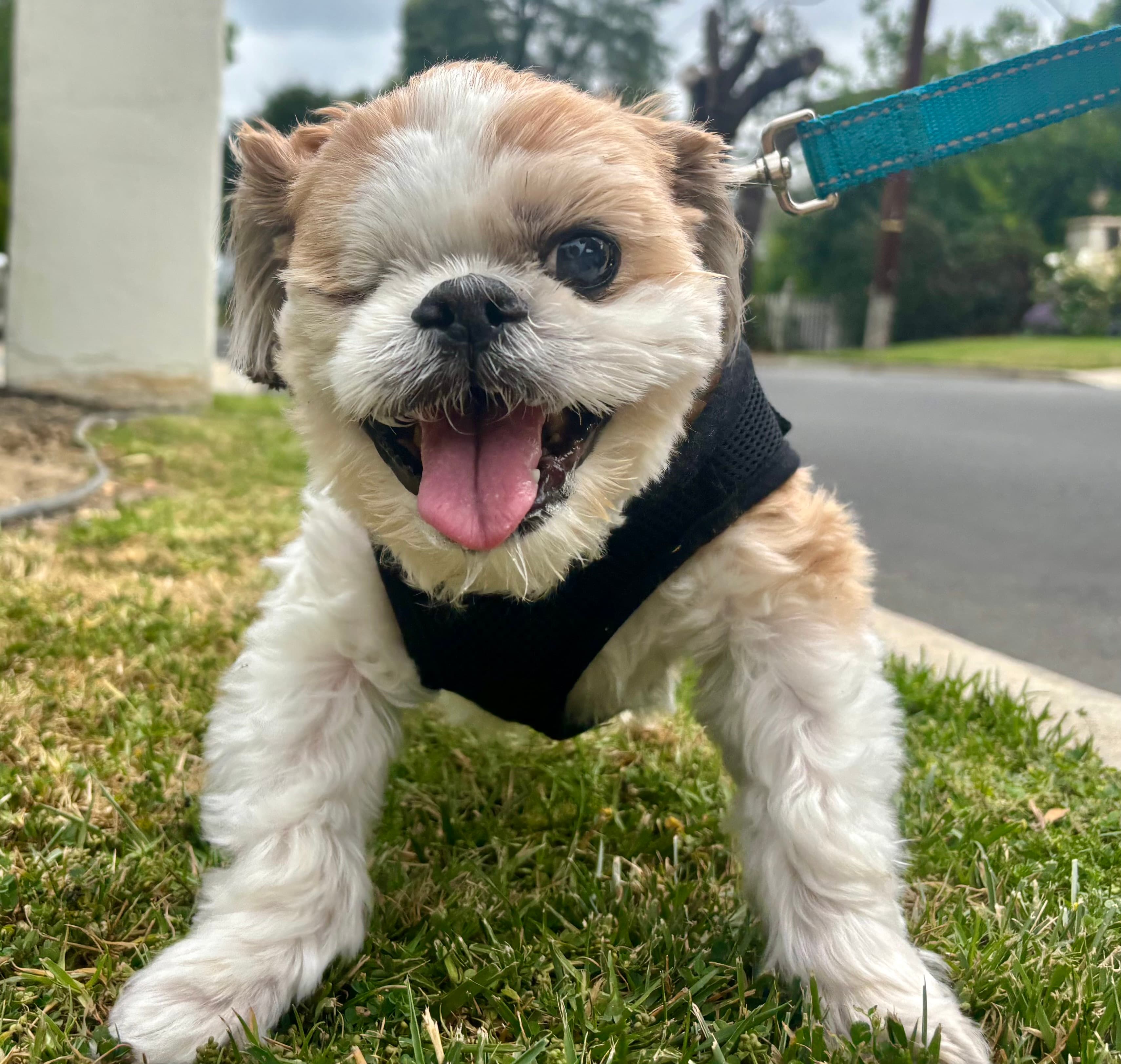 Cooper